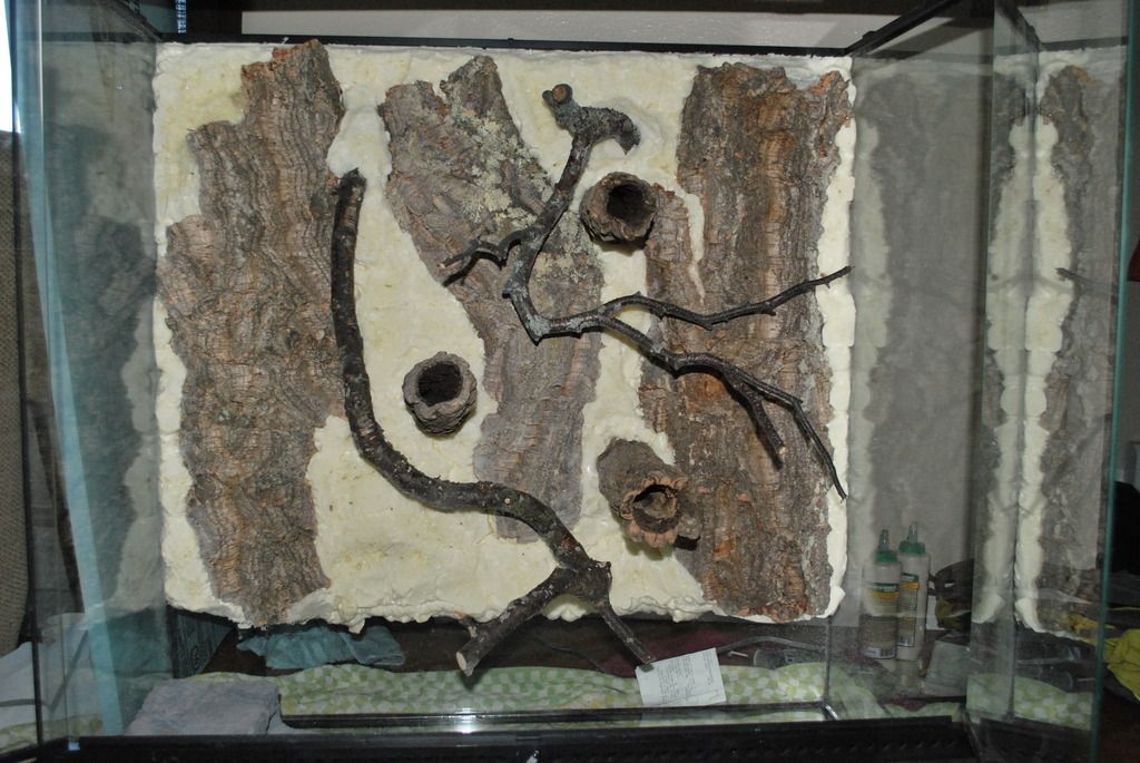 36x18x36 Exo Terra for Ameerega bassleri Dendroboard